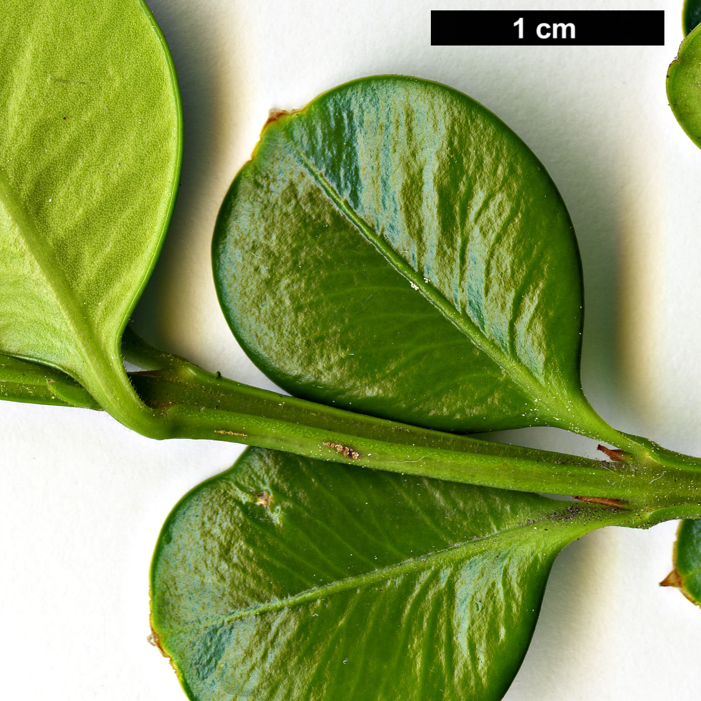 High resolution image: Family: Buxaceae - Genus: Buxus - Taxon: microphylla - SpeciesSub: var. japonica 'Faulkner'